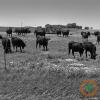 Missouri cattle producer questions MDA beef and dairy grant selection process