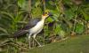 A ‘symphony’ of wildlife suggests carbon financing is working in Sierra Leone