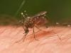 Carson City mosquito abatement treatments continue Wednesday morning