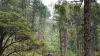 Bhutan moves towards international forest certification, expects improved global timber market access