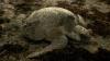 Rare olive ridley sea turtle nest documented in Florida for the first time