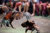 Guns, Cash, and 500 Birds: Inside the Massive Cockfighting Raid Near Las Vegas
