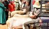 Eid al-Adha sheep crisis revives political clash over Morocco’s livestock support program