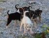 Owners Fined After Deadly Dog Fight