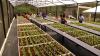 Peb’s Prosperous Hands Greenhouse Boosts Local Food Production In Tobago