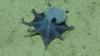 Scientists identify species of tiny, blue octopus