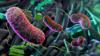 Social Contact, Not Kinship, May Shape Gut Flora