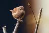 Tiny songbird plays key role in island gigantism after being found double its normal size