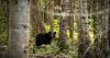 Vermont Fish and Wildlife Board rejects bear baiting proposals