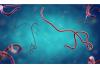 Kagera heightens Ebola surveillance at borders, schools
