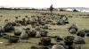 Falklands: Recalling the events leading up to Battle of Goose Green
