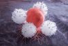 Scientists Capture Immune Cells Eating Live Cancer Cells for the First Time
