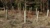 Carbon sequestration targets under a spotlight in Northern Ireland