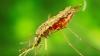 Montserrat’s Ministry of Health Monitoring Malaria Cases in Antigua & Barbuda