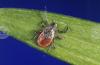 Tick-Borne Crimean-Congo Fever Claims Lives in Turkiye as Cases Rise