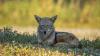 3 To Know: Is it legal? Can you shoot coyotes in Florida? Human remains found; more