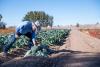 Drought prompts federal agency to offer emergency loans to New Mexico farmers