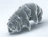 What Do Aliens Look Like? Here's How Earth's Extreme Terrestrials Offer Astrobiology Clues
