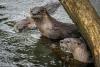 CPH Research Enhances Understanding of River Otters and Wetland Conservation