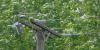 Louisiana energy grid ranks among least reliable in US