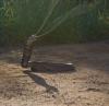 Risk of snakebites increasing as reptiles adapt to changing world, says study