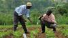 Africa’s youth are looking for jobs: The food system may hold the answer
