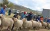 GOVERNMENT WELCOME CHINA’S DECISION TO LIFT WOOL IMPORT RESTRICTIONS