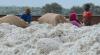 Output for key crops decline, analysts urge diversification