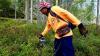 Finland rejects 1,400 berry picker visa applications over exploitation concerns
