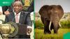 PETA investigates Cyril Ramaphosa’s suspected role in trophy hunting industry