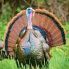 IDNR Asks Public To Report Wild Turkey Sightings