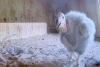 Oregon Zoo Sets Record For Condor Chicks