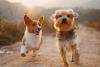 New Alabama Law Every Dog Owner Should Know About