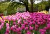 Master Gardener Sue Morris: Take a trip to the Minnesota Landscape Arboretum