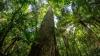 Fiji targets high-value U.S. Mahogany market
