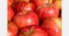 Moldovan apple growers face export risks despite stable crop outlook