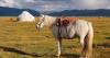 Mongolian horse, brass elephants: What MPs declared in gift register