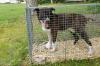 Department of Agriculture Launches Dog Trapping Initiative to Promote Public Safety