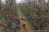Washed-away bridge raises apple harvest concerns  for Shopian farmers