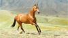 The secret of the shine of the coat of Ahal-teke horses has been revealed by Turkmen biotechnologists