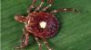 Health professionals warn Rhode Islanders to watch out for Lone star ticks