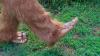 Carl the sasquatch returns to the Smokies for scavenger hunt Carl the sasquatch is back for round two of a scavenger hunt across the Smokies in North Carolina.