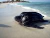 In Aruba, Protecting Turtle Nesting Requires More Than Turtle-Friendly Lights