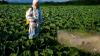 Vermont becomes first state to ban weedkiller linked to Parkinson's