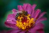 Study finds power line EMF impacts honeybees, pollination, and plant ecosystems