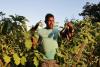 Caribbean Food Security, One Year After The Collapse Of USAID