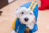 Watch this Maltese's hilarious first raincoat adventure and his funny mishap