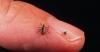RFK Jr. unveils 'sweeping' Lyme disease research, containment, treatment plan