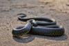 A study warns of the increasing presence of venomous snakes in urban areas.
