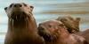Humboldt Otter Art Project Raised $300,000 and Sparked Four Graduate Research Studies